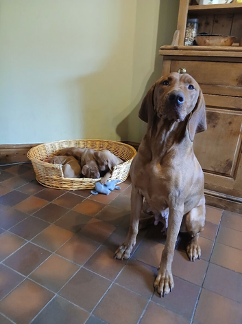 KC Hungarian Vizsla Puppies