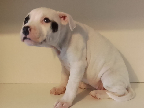 Staffordshire bull terrier puppies X 4