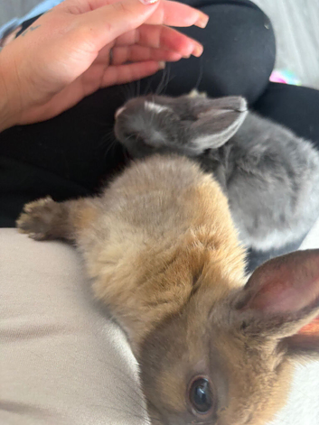 2 Baby rabbits