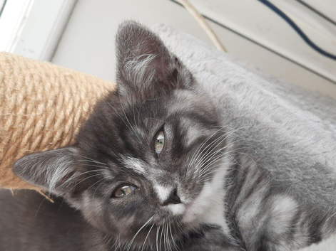 Loving home needed. Vaccines and dewormer included in price