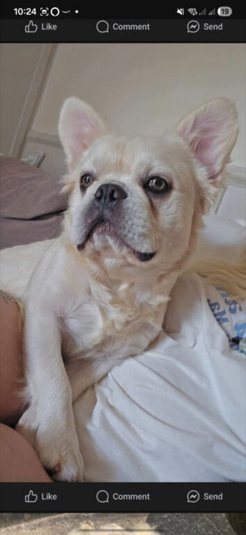 Make fluffy frenchie