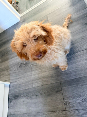 Female cockapoo - cooper