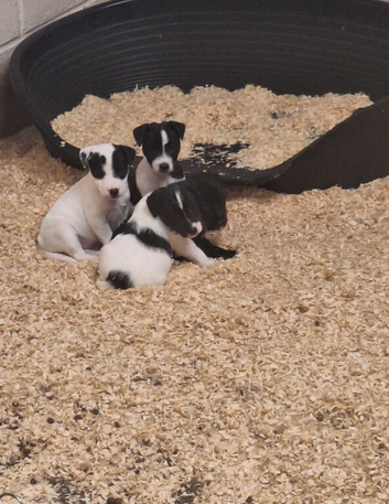 Lovely Jack Russell puppies for sale, 2 girls left! Ready 25th September!