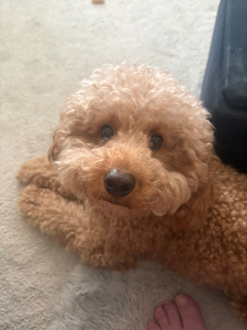 Toy poodle (teddy)