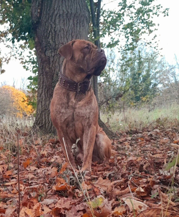 Neo x french mastiff x cane corso for STUD