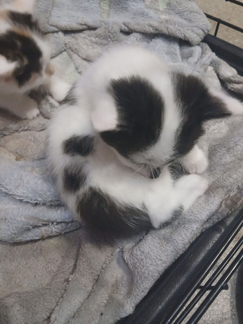 2 fluffy male kitten for sale in liskeard cornwall