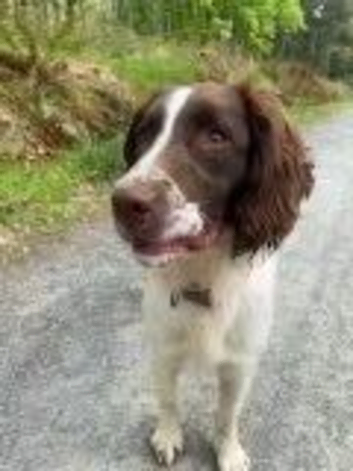 Liver and white springer spaniel