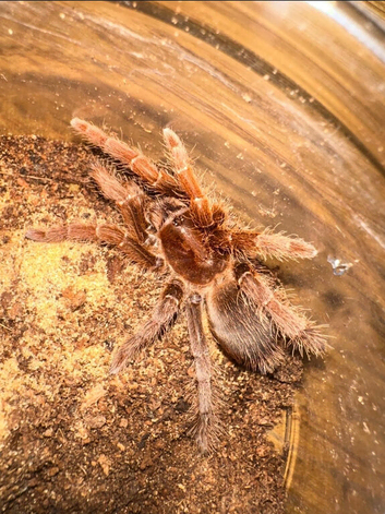 Spiderlings/ Juveniles