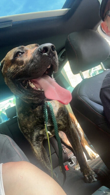 7 month old Presa Canario