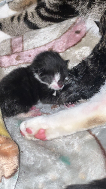 &pound;100 kittens ready now