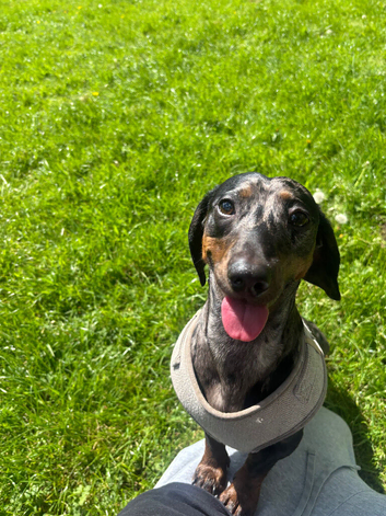 Blue merle PROVEN miniature dachshund Stud