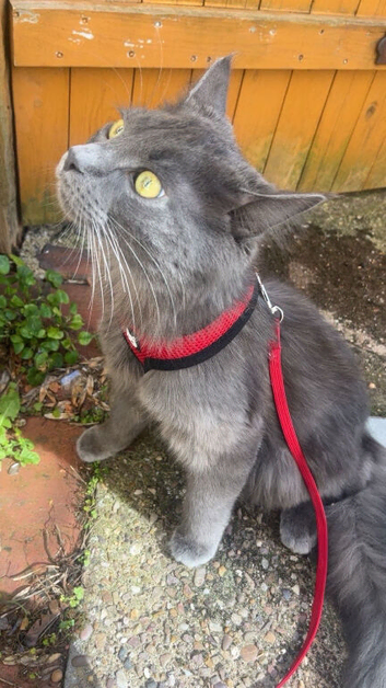 Maine coon mixed Russian blue