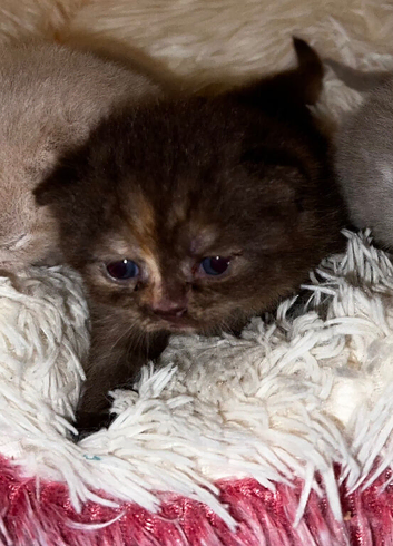 Beautiful BSH babies