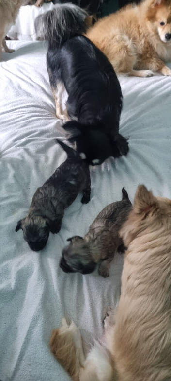 Two female chihuahua puppies for sale