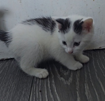 Kitten black and white