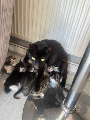 6 beautiful kittens