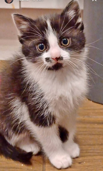 Playful kittens looking for forever homes