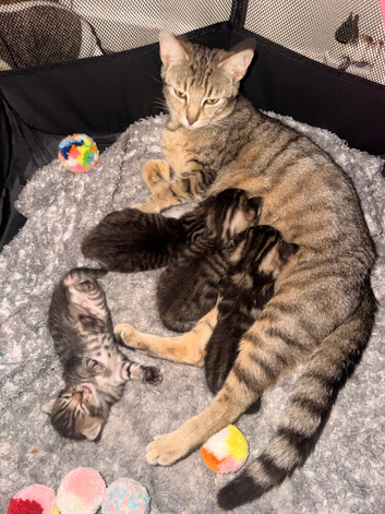 4 beautiful kittens