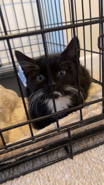 Male kitten