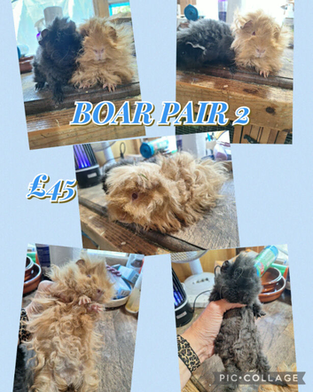 Two very sweet boy guinea pigs ready now