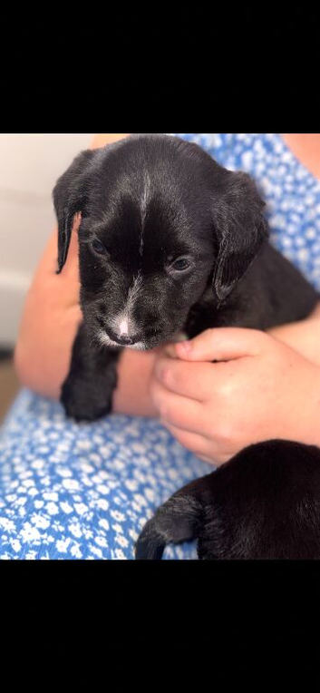 Cocker spaniel