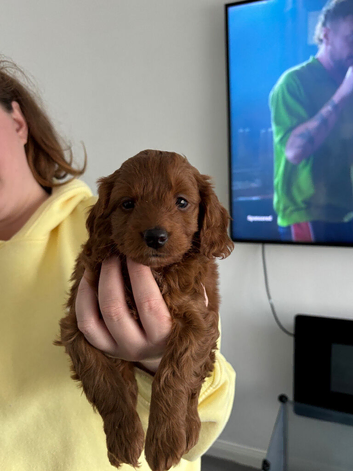 Cockapoo puppies