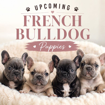 French Bulldog Puppies &ndash; Upcoming Litter