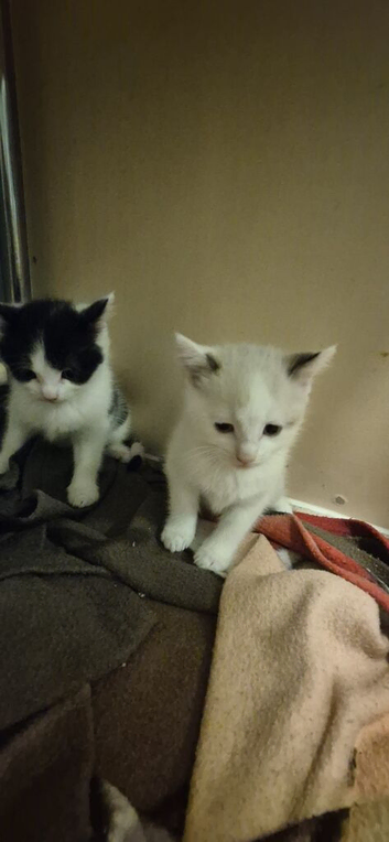 lovely kittens ready for a forever home male and female