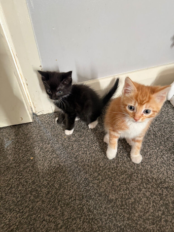 8 week kittens for sale