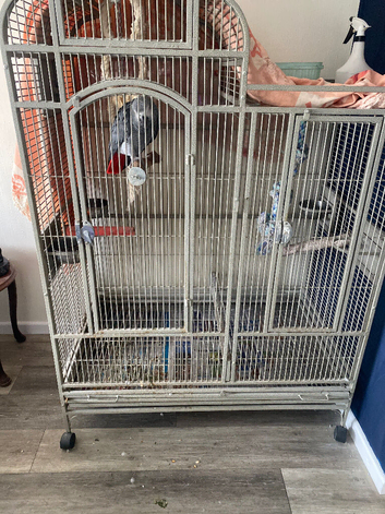 African grey parrot