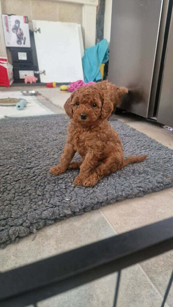 Beautiful red F1B cockerpoo puppies 2 boys and 3 girls left