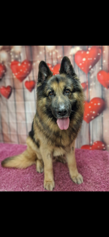 Looking for GSD bitch to breed with my boy