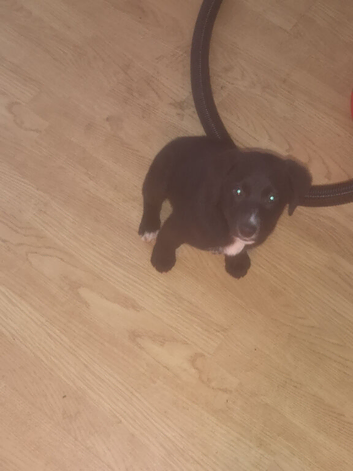 Collie cross lab