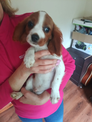 King charles last Blenheim boy .