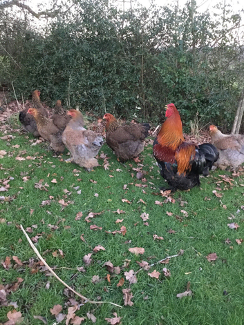 Brahma ( large fowl) hatching eggs
