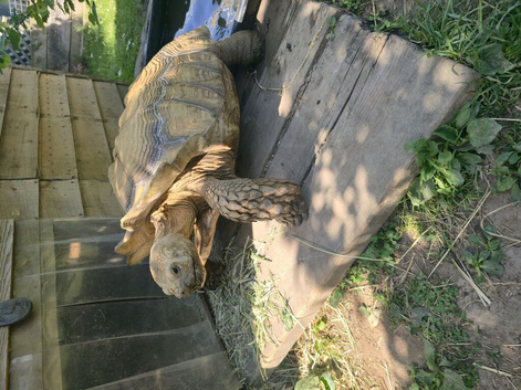Adult Sulcata tortoise for sale