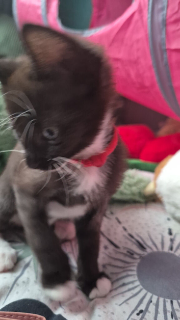 3 x brees kitten