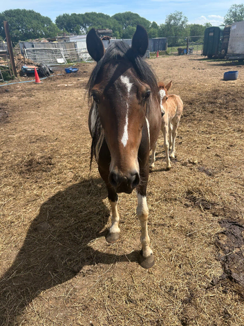 Lovely mare and filly foal for sale