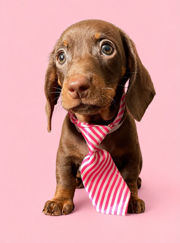 Two gorgeous puppy girls available