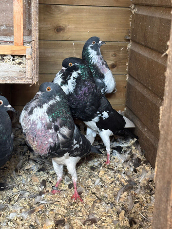 Norwich croppers