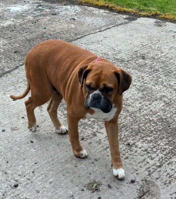 Super friendly Boxer Girl