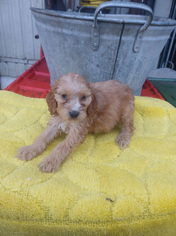 Cockapoo puppy one left