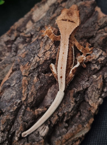 Lilly White Crested Gecko's