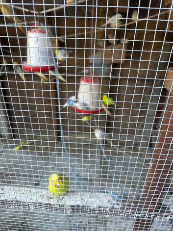 Budgies for sale