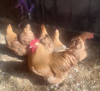 Buff & Lavender Orpington hens & Cockerels for sale