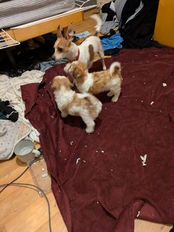 Jackchi/ maltese puppies
