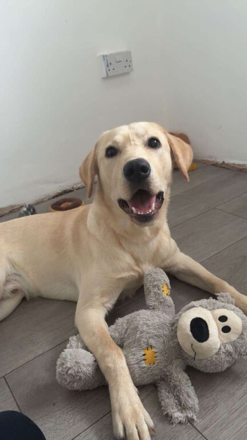 Urgently rehome
