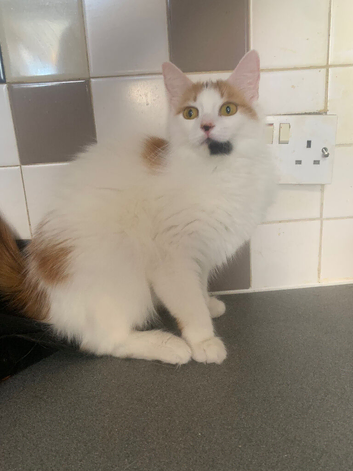 Lovely cat in need of a home