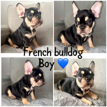French bulldog puppies