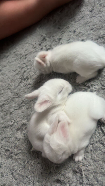 3 beautiful white blue eyed rabbits for sale looking for there forever home